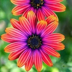 Meet your Posher, Cari